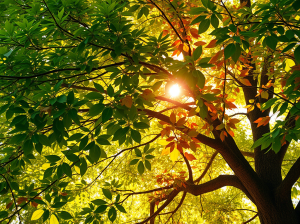 large old tree with leaves of golden orange in places light shining thought earth and air